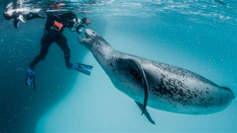 √ Paul Nicklen Leopard Seal Penguin - Alumn Photograph