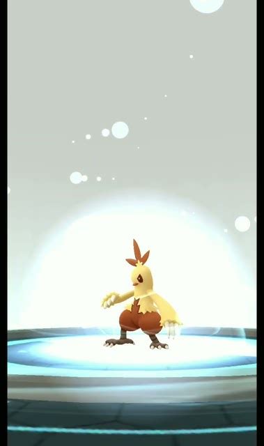 Shiny Torchic Evolution Primal Rumblings Event [pokémon Go] Shorts