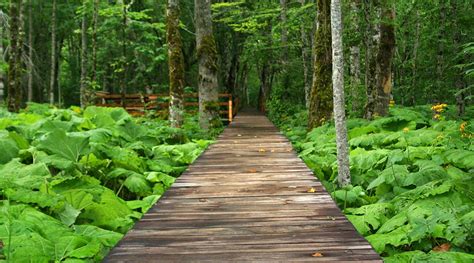Biogradska Gora - Discover Montenegro