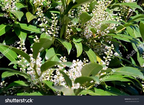 Blossoms Cherry Laurel Prunus Laurocerasus Genolia Stock Photo