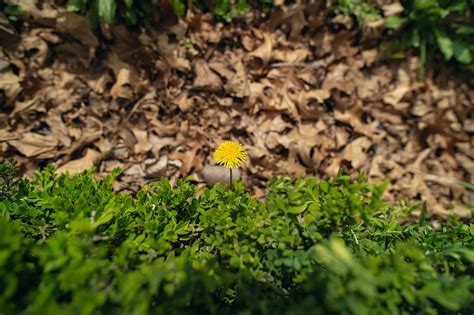 Dandelion Flower Leaves Free Photo On Pixabay Pixabay