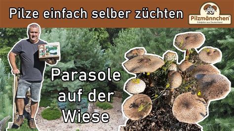 Parasole auf der Wiese Pilze einfach selber züchten mit Produkten