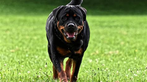 Cane senza guinzaglio uccide un piccolo meticcio Più sanzioni ai