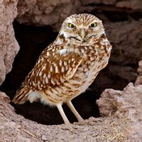 Burrowing Owl Facts - NatureMapping