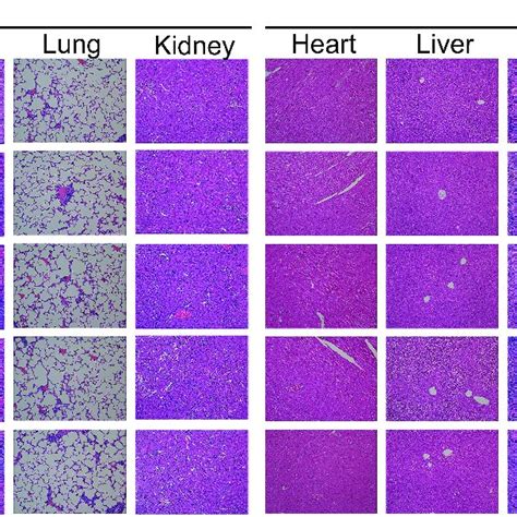 Safety Evaluation Of Nps In Vivo He Staining Of Major Organs Heart