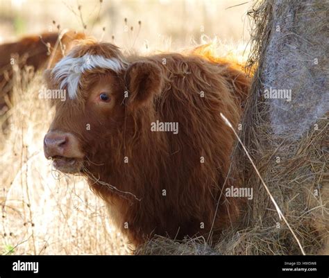 Highland Cattle Cows In Field Sheffield Uk Stock Photo Alamy