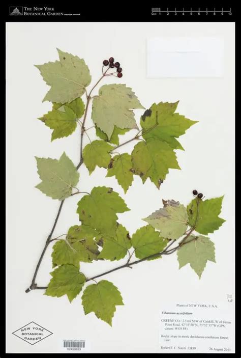 A Comprehensive Guide to Maple-leaf Viburnum (Viburnum acerifolium)