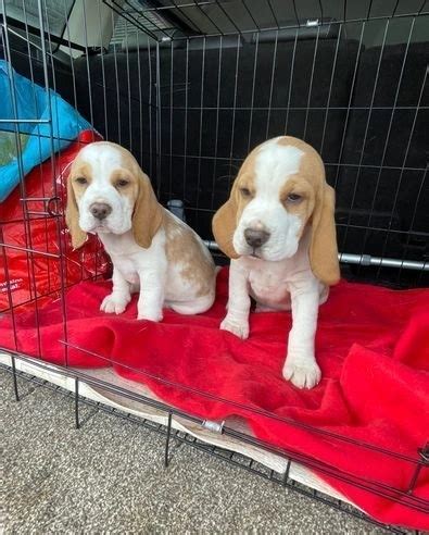 Beagle puppies for adoption.