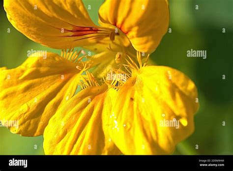 Nasturtium tropaeolum nasturtiums close up hi-res stock photography and ...