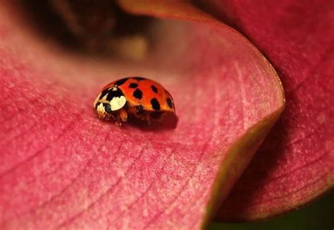Simple Asian Lady Beetle Control Done Right Pest Solutions