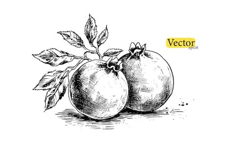 Premium Vector Pomegranate Vector Vintage Sketch Hand Drawn Tropical