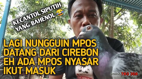 Nunggu Merpatipos Datang Malah Ada Merpatipos Orang Masuk Kandang