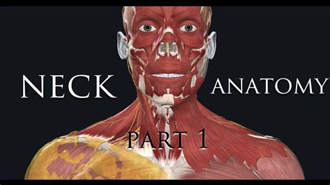 Superficial Structures Of The Neck Neck Anatomy Part 1 Youtube