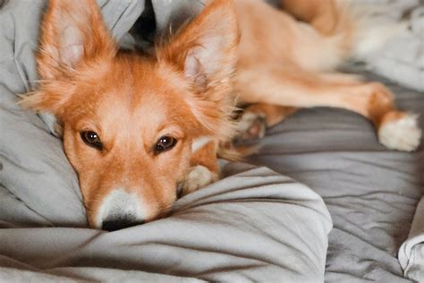 Pourquoi Les Chiens Aiment Dormir Avec Leur Ma Tre Chat Et