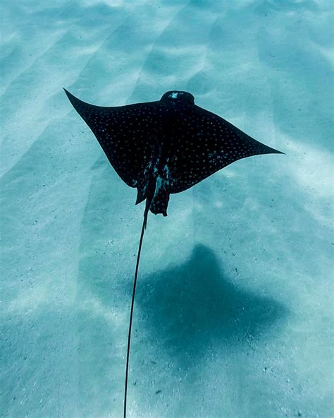 Manta Ray Vs Stingray How To Tell Them Apart Pictures Artofit