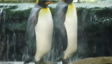 Gay Penguins Move To A Place Where They Can Settle Down Together The Dodo