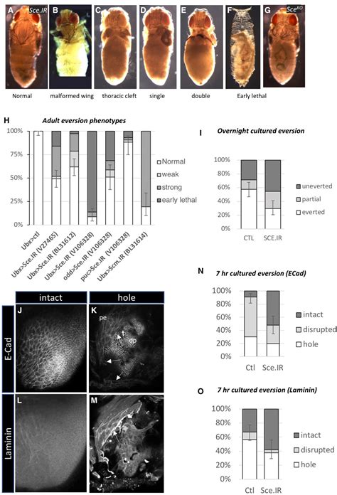 Figure 1 From Maintenance Of Cell Fate By The Polycomb Group Gene Sex