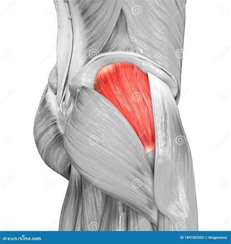 Human Gluteus Minimus Muscles On Skeleton Stock Illustration