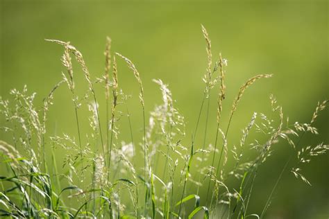 Kostenlose Foto Wasser Natur Gras Ast Tau Feld Rasen Wiese