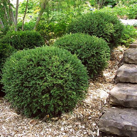 Wintergreen Boxwoods For Sale