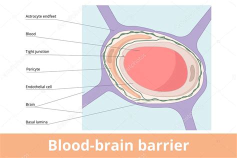 Barrera Hematoencef Lica La Estructura Anat Mica De La Barrera