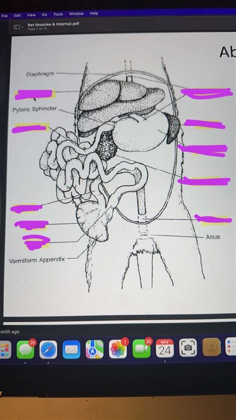 Abdominal Organs 2 Diagram Quizlet