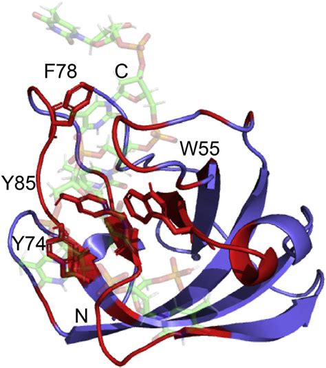 Data Driven Structural Model Of Hssb Ssdna Complex Figshare Doi