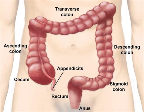 Colon “cleanses”: A load of you know what… | Science-Based Medicine