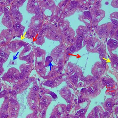 Litopenaeus Vannamei Histological Section Of Hepatopancreas With Download Scientific Diagram