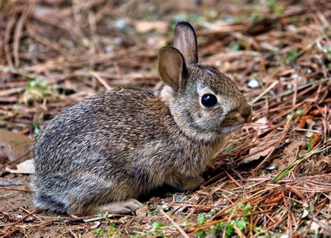 Baby Cottontail Rabbit Visiting - Steve Creek Wildlife Photography