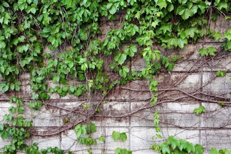 Free Images Tree Nature Branch Abstract Wood Texture Leaf