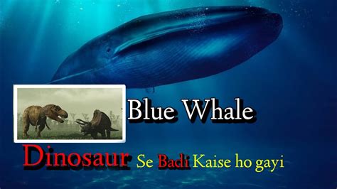 Blue Whale is the largest Animal in the world documentry दनय क