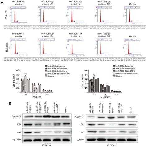 Effect Of Mir 106b 3p On Cell Cycle In Kyse150 And Eca 109 Cells A