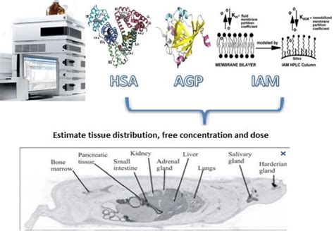 The Chemically Bonded Human Serum Albumin HSA Apha 1 Acid