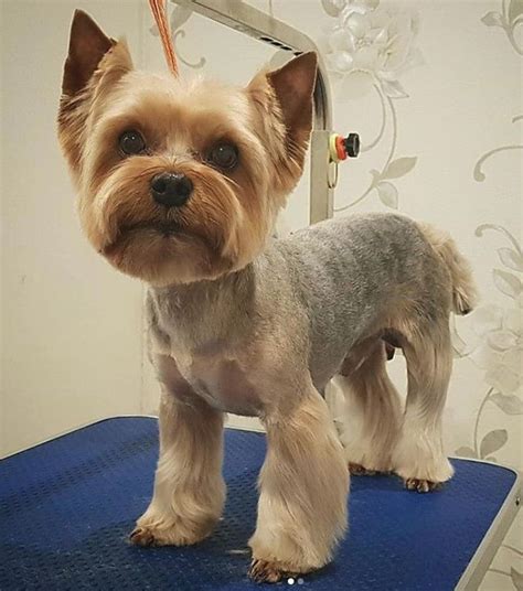 60 Best Yorkie Haircuts For Males And Females Page 5 The Paws Yorkie Haircuts Yorkie