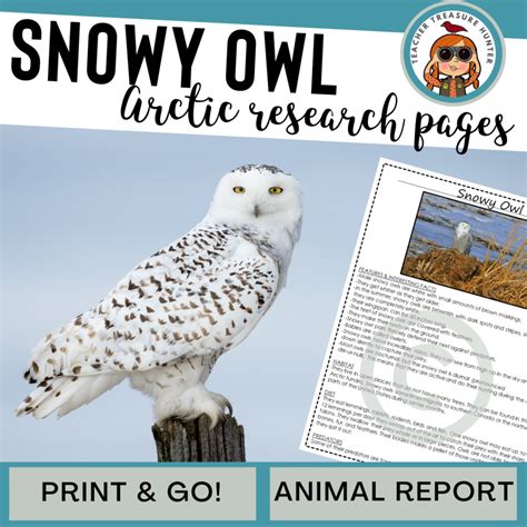 Snowy Owl Habitat Diorama