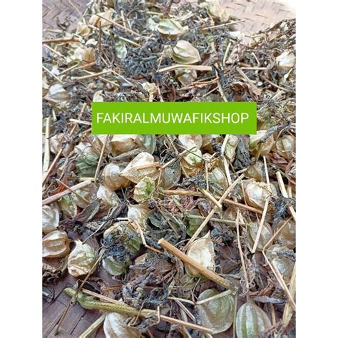 Jual Ciplukan Kering Daun Batang Akar Dan Buah Shopee Indonesia