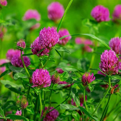 List 101 Pictures Find The Four Leaf Red Clover Latest