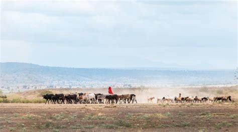 570+ Maasai Cattle Stock Photos, Pictures & Royalty-Free Images - iStock