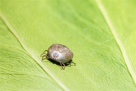 3 Types Of Ticks In Wisconsin With Pictures House Grail