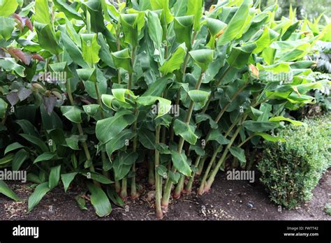 Healthy Looking Ornamental Ginger Plants In The Ground Stock Photo Alamy