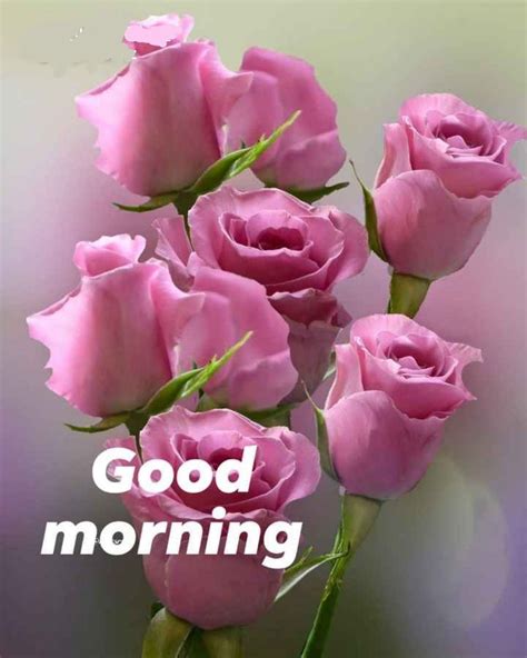 Top 999 Good Morning Rose Images Download Amazing Collection Good Morning Rose Images