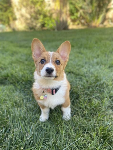 Ghost Corgi Rcorgi