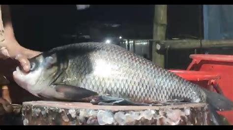 Incredible Giant Katla Fish Cutting And Egg Collection Skills In Bd