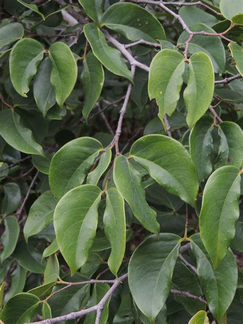 Hymenaea Parvifolia Fabaceae Image At Phytoimages Siu Edu