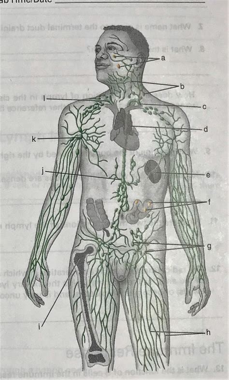 Lymphatic System Diagram Quizlet