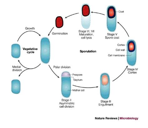 The Sporulation Cycle Of Bacillus Subtilisthis Simplified Schematic