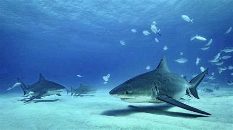 TiburÓn Sarda Características Hábitat Y Curiosidades Con Fotos