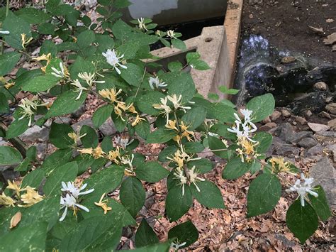 Monticello Park Plants Bush Honeysuckles