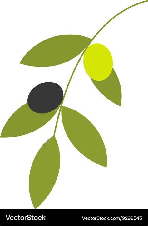 Olive Branch Royalty Free Vector Image Vectorstock